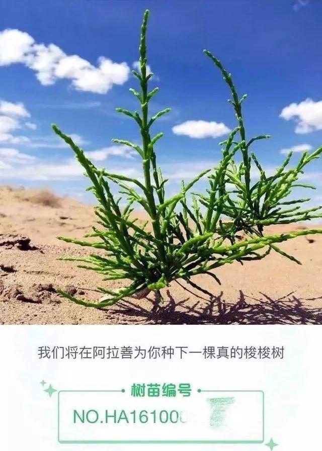 品牌人格化营销，如何再造一个江小白