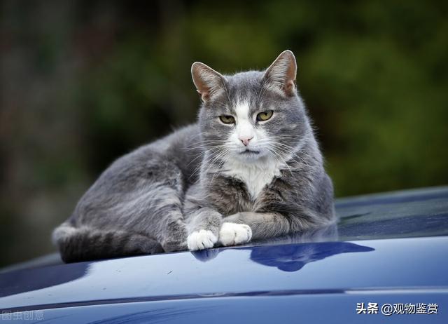 长途汽车猫能过安检吗，长途汽车能带猫吗？怎么带猫到达异地？