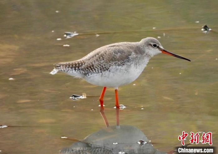 江西鄱阳湖南矶湿地保护区1月记录水鸟20余万羽次