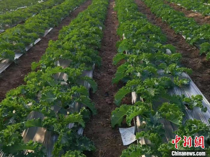 奶茶店砍瓜切菜忙 年轻人爱上“喝绿”