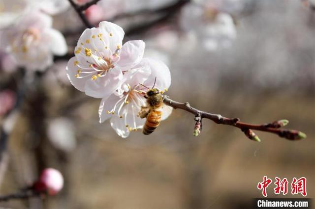 通讯：长城古道上的网红“打卡地”：特别的马友，特别的杏林花海