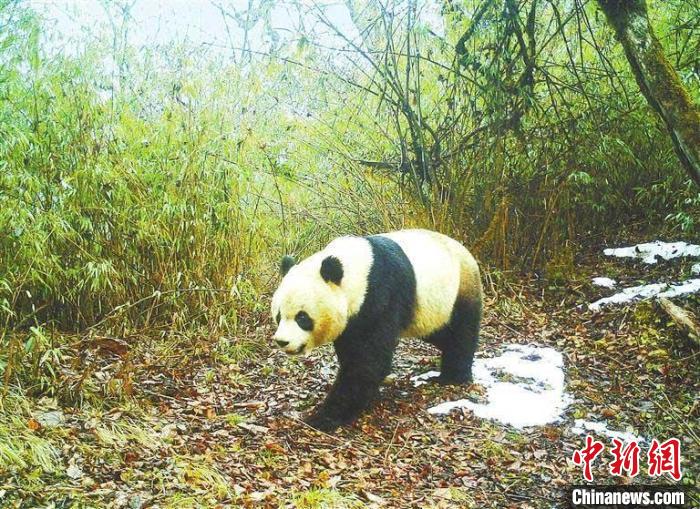 甘肃境内野生大熊猫“萌态”频现