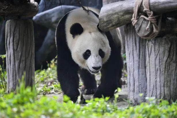 中国此时让大熊猫回国，美国人：不要走啊啊啊