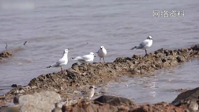 惊奇！发现新物种，就在……