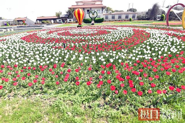 花中藏花！百万株郁金香“绣”出玫瑰梅花紫荆花……