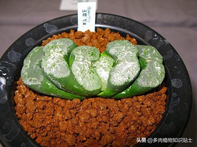 多肉植物精品展，来自岛国的各路大神各显神通