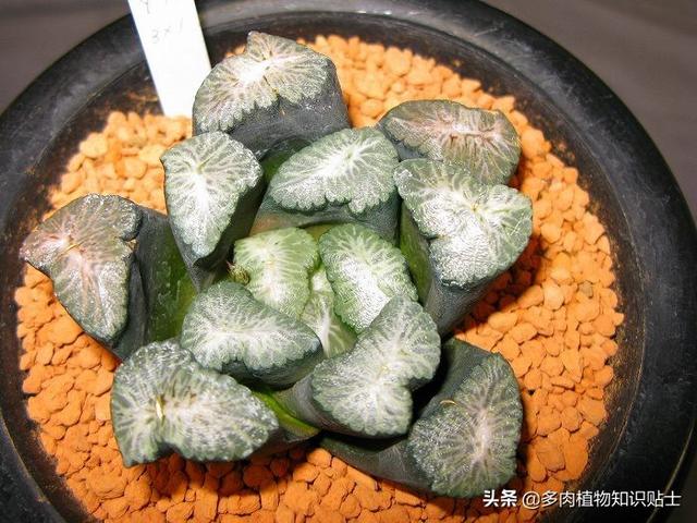 多肉植物精品展，来自岛国的各路大神各显神通