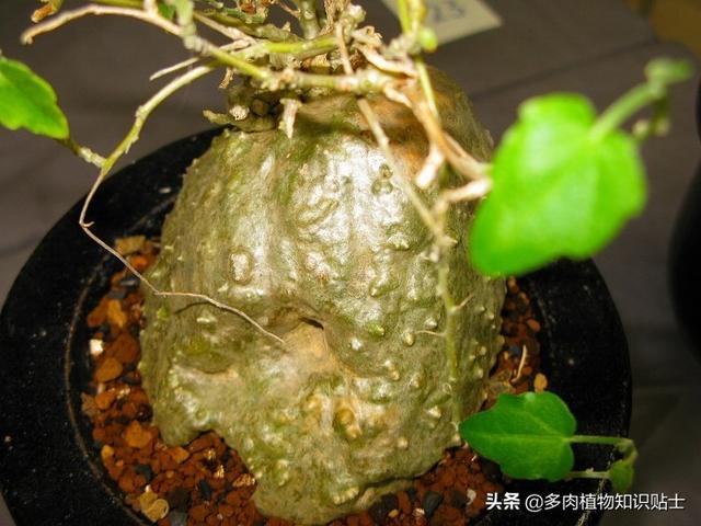 多肉植物精品展，来自岛国的各路大神各显神通