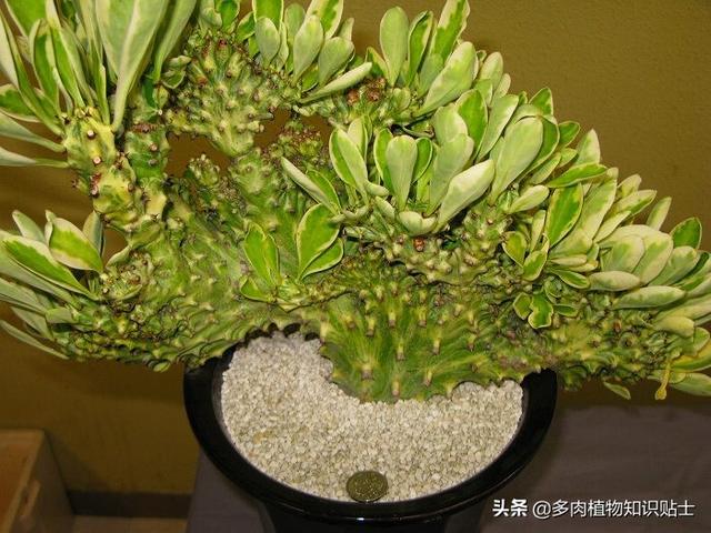 多肉植物精品展，来自岛国的各路大神各显神通