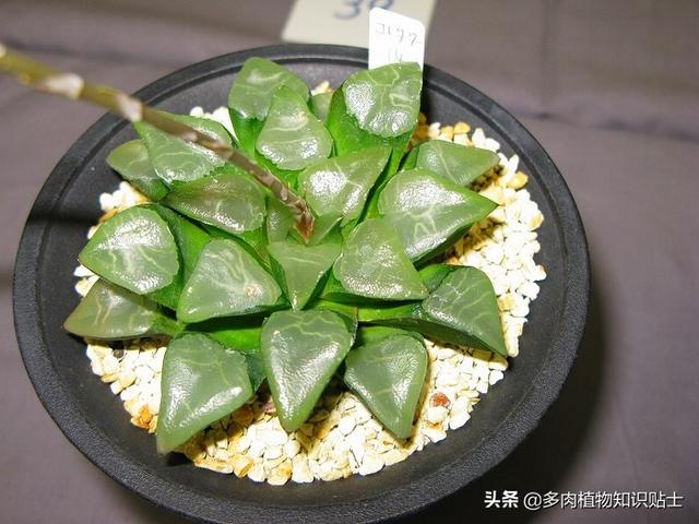 多肉植物精品展，来自岛国的各路大神各显神通