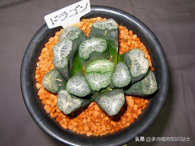 多肉植物精品展，来自岛国的各路大神各显神通