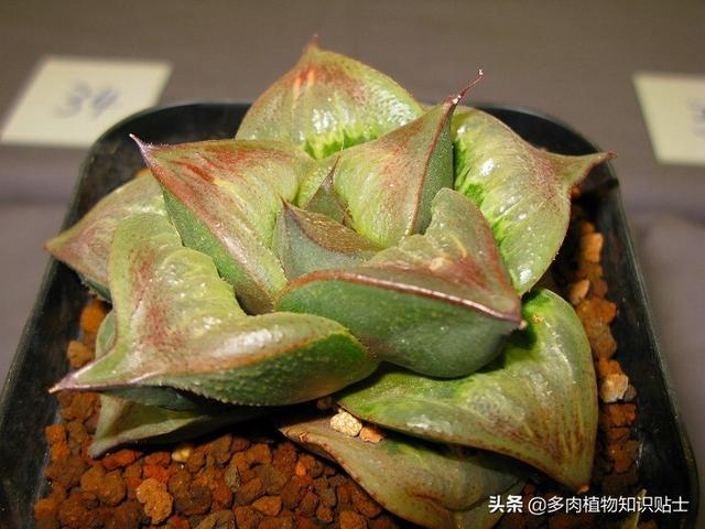 多肉植物精品展，来自岛国的各路大神各显神通