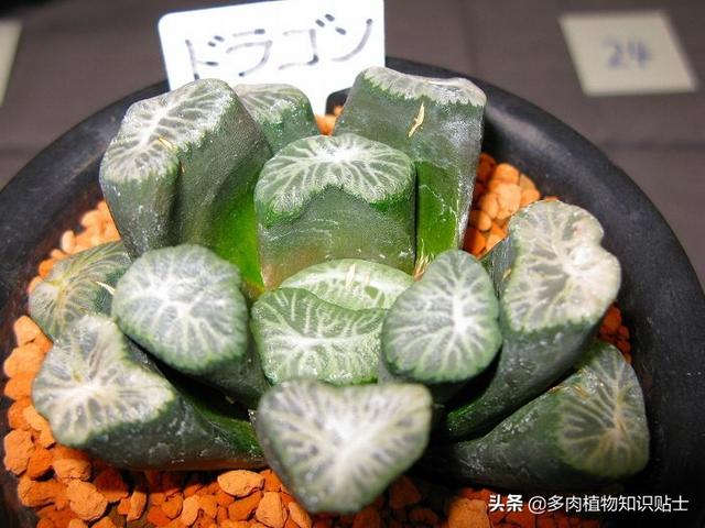 多肉植物精品展，来自岛国的各路大神各显神通