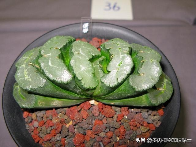 多肉植物精品展，来自岛国的各路大神各显神通