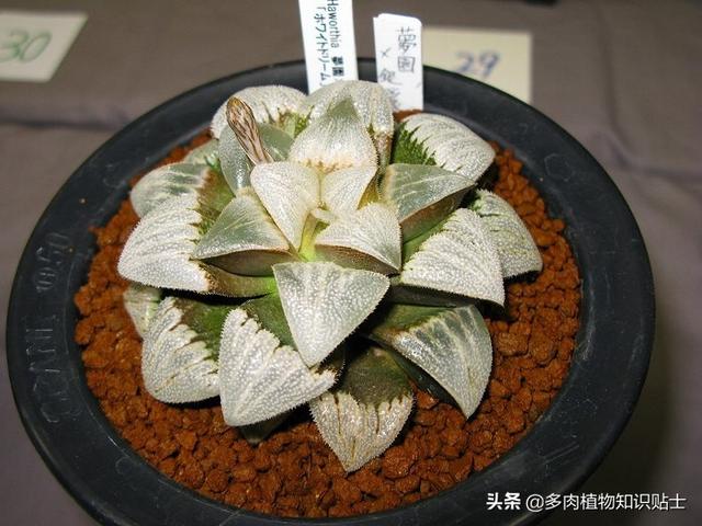 多肉植物精品展，来自岛国的各路大神各显神通