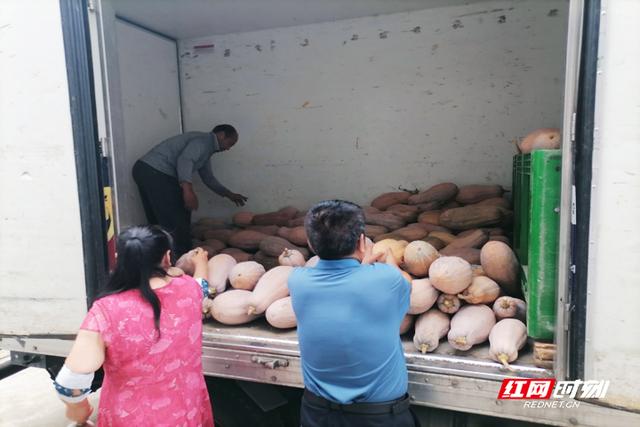 张家界市永定区商务局与梅尼超市连续三年助农收购南瓜 中秋节前夕再显企业责任