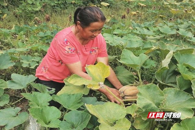 张家界市永定区商务局与梅尼超市连续三年助农收购南瓜 中秋节前夕再显企业责任