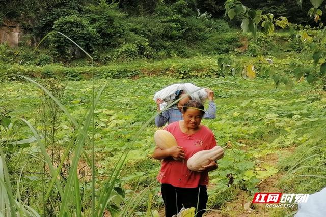 张家界市永定区商务局与梅尼超市连续三年助农收购南瓜 中秋节前夕再显企业责任