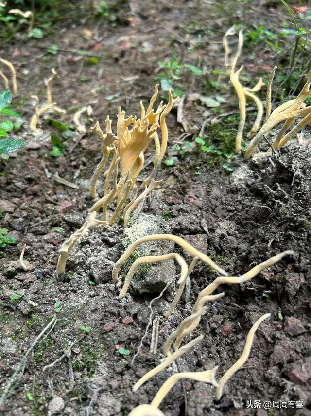 白蚁窝上长出来的野生菌，它是由白蚁培植的极品美味。