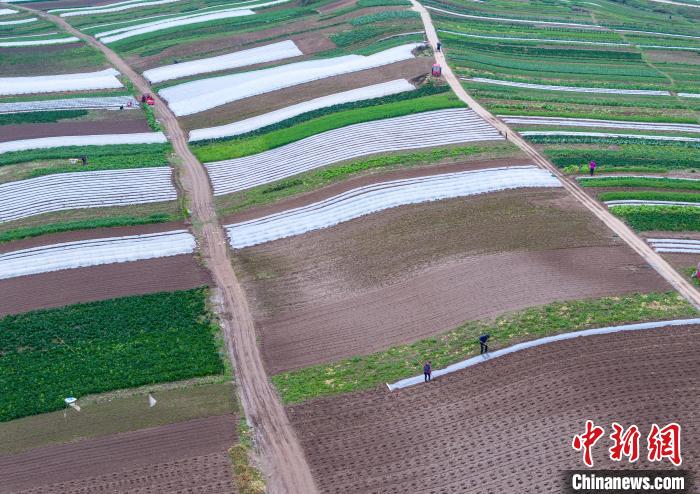 （走进中国乡村）“长江蔬菜岛”的飞行故事