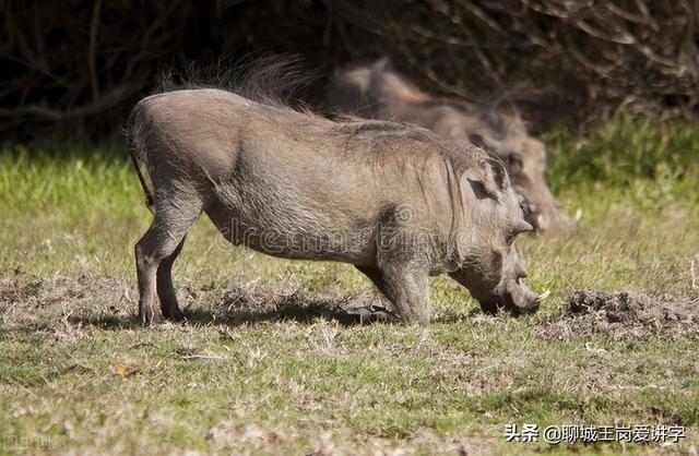 错把「亳州」读成「毫州」，你是否也被这两个字欺骗了