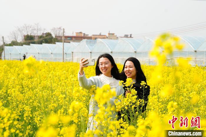 （乡村行·看振兴）江西龙南千亩油菜花盛放 游客共赏春日美景