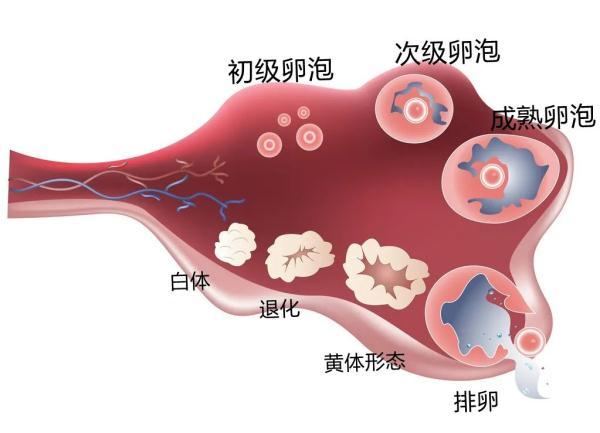 网络主播突然断播，紧急送医！因一个动作，腹腔出血超1000ml